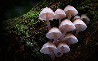 Fungi: The Web of Life (2024)