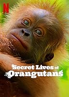 Watch Secret Lives of Orangutans (2024) Online Full Movie Free